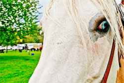 Closeup of Barbie's Blue Eye