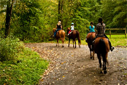 Horses Starting Down the Trail